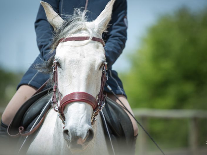 Equitation, cheval blanc, portrait, Vic, St Jean de Monts