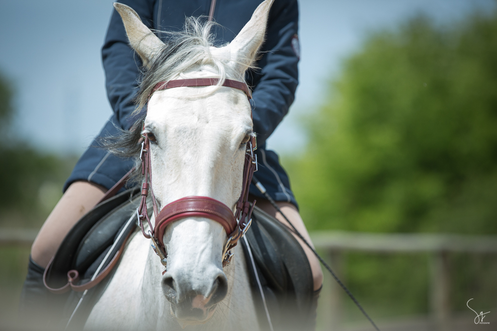 Equitation, cheval blanc, portrait, Vic, St Jean de Monts